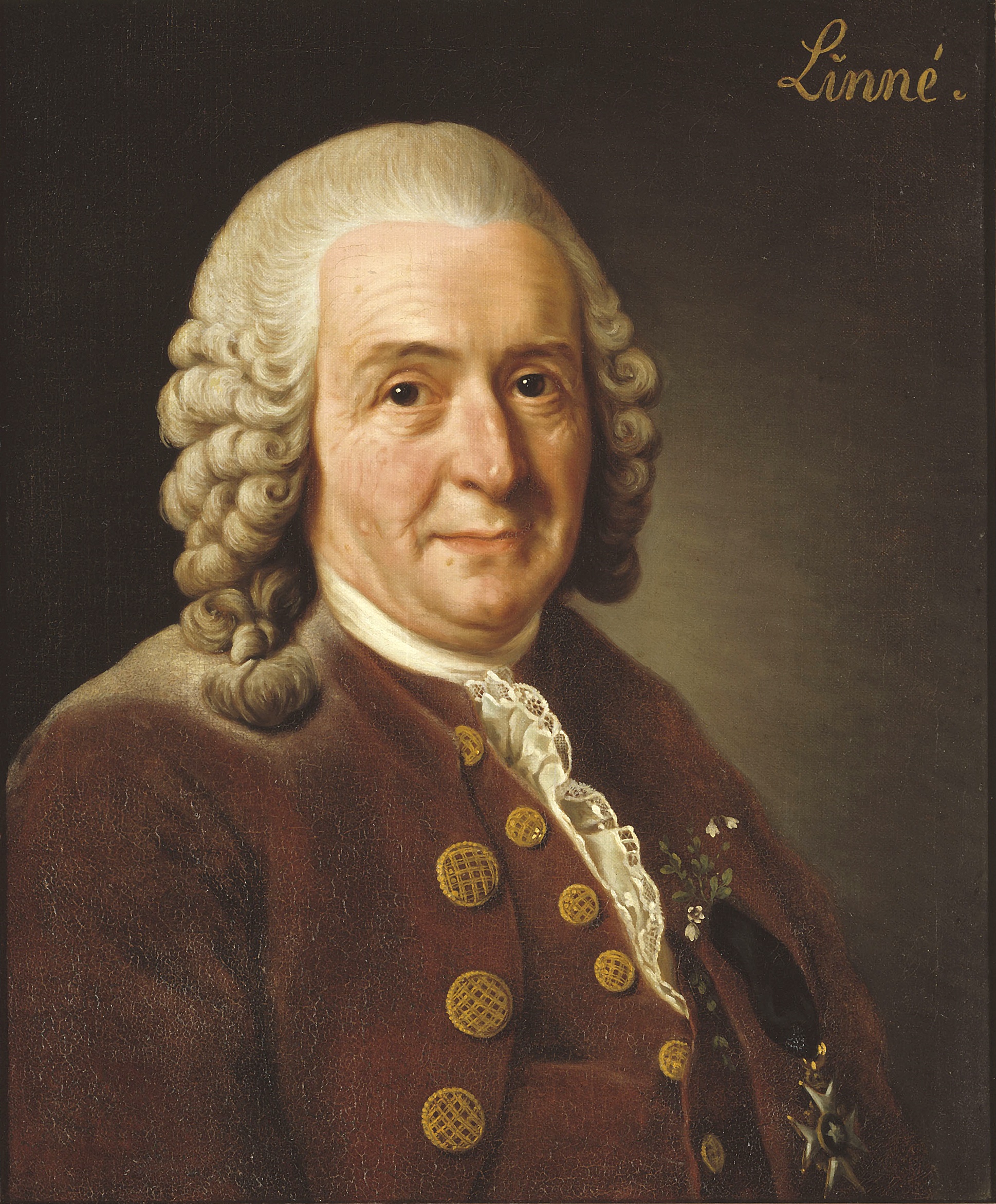 Carl Linné fotka
