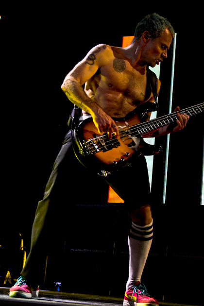 Flea fotka